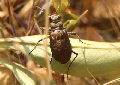 Cicindela longilabris; Common Tiger Beetle species