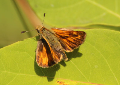 Ochlodes sylvanoides; Woodland Skipper; female