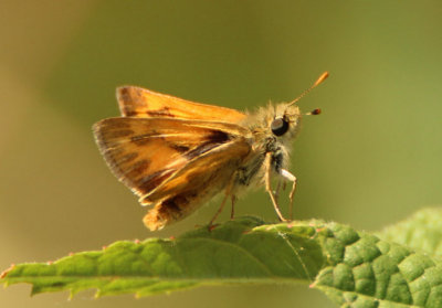 Ochlodes sylvanoides; Woodland Skipper; female