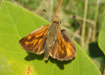 Ochlodes sylvanoides; Woodland Skipper; female