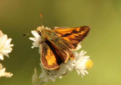 Ochlodes sylvanoides; Woodland Skipper; male