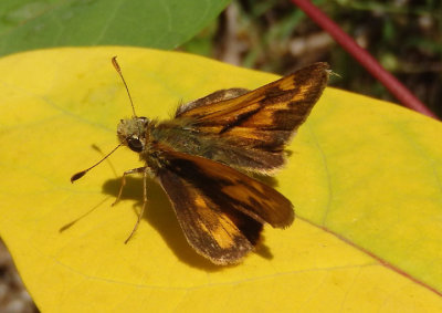 Ochlodes sylvanoides; Woodland Skipper; male