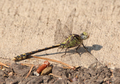 Ophiogomphus occidentis; Sinuous Snaketail; male