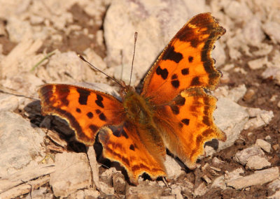 Polygonia faunus; Green Comma