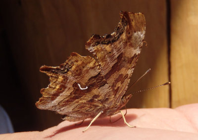 Polygonia faunus; Green Comma