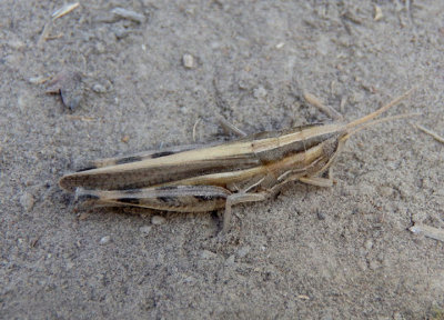 Amphitornus coloradus; Striped Slant-faced Grasshopper