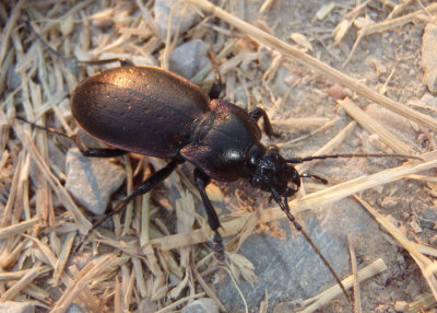 Carabus nemoralis; European Ground Beetle; exotic