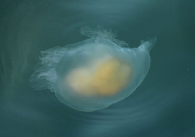 Eggyolk Jellyfish