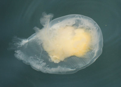 Eggyolk Jellyfish