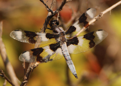 Libellula forensis; Eight-spotted Skimmer; male