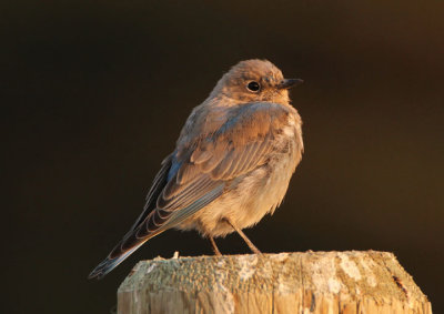 Mountain Bluebird; immature