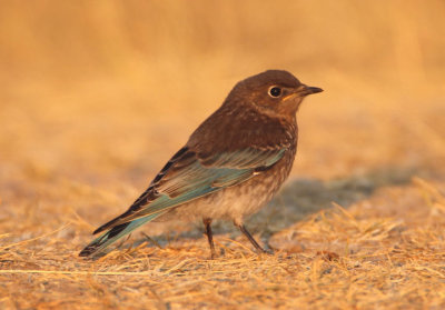 Mountain Bluebird; immature