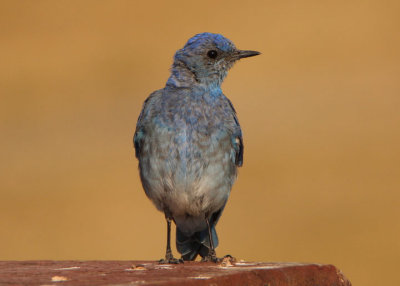 Mountain Bluebird; young male