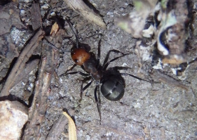 Formica obscuripes; Thatching Ant