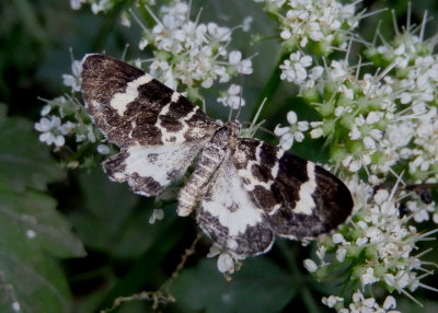 7432 - Trichodezia californiata; Geometrid Moth species