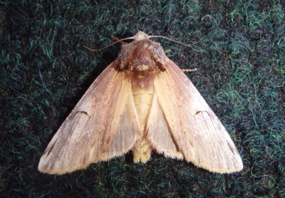 8014 - Oligocentria pallida; Pale Prominent