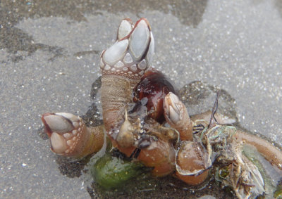 Goose Neck Barnacle