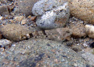 Tidepool Sculpin