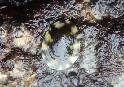 Fenestrate Limpet