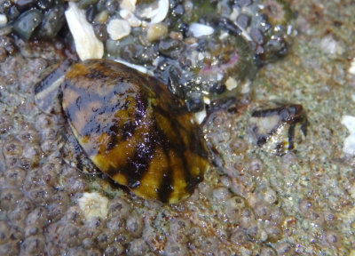 Fenestrate Limpets