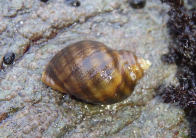 Northern Striped Dogwinkle