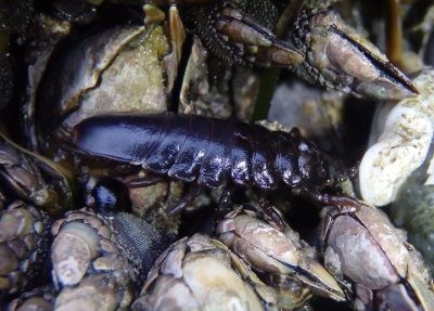 Rockweed Isopod