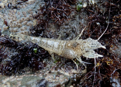 Smooth Bay Shrimp