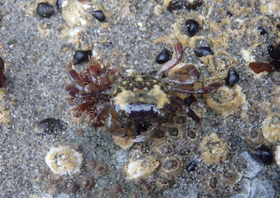 Striped Shore Crab; juvenile