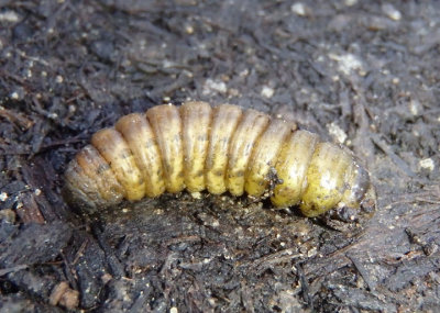 11003.1 - Noctua pronuba; Large Yellow Underwing caterpillar; exotic