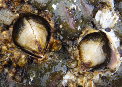 Acorn Barnacles