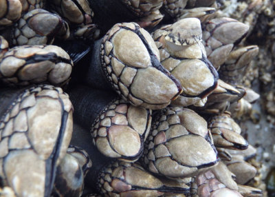 Gooseneck Barnacles