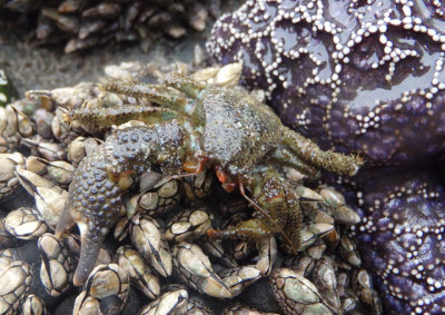 Granular Claw Crab