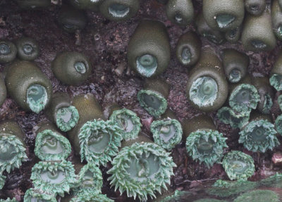 Green Sea Anemones
