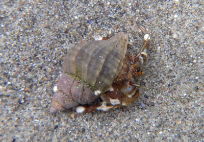 Hairy Hermit Crab inhabiting Wrinkled Dogwinkle Shell