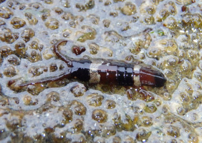 Idotea Isopod species