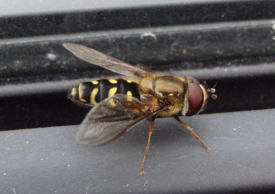 Lapposyrphus lapponicus; Syrphid Fly species; male
