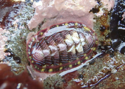 Lined Chiton