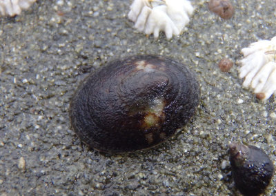 Mask Limpet