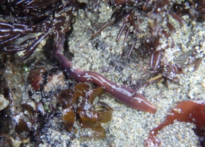 Mottled Ribbon Worm