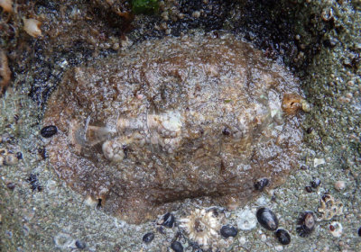 Northern Hairy Chiton