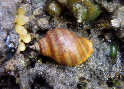 Northern Striped Dogwinkle