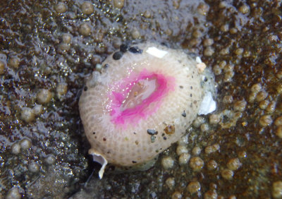 Pink-tipped Anemone