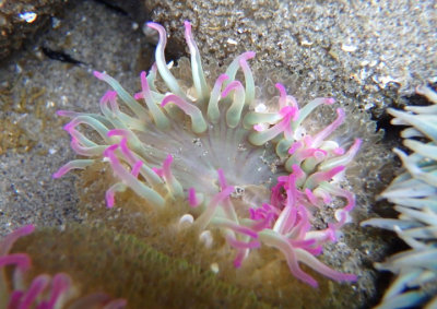 Pink-tipped Anemone