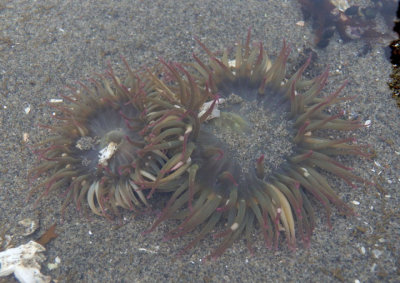 Pink-tipped Anemones