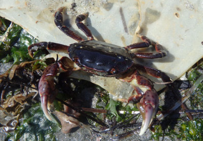 Purple Shore Crab