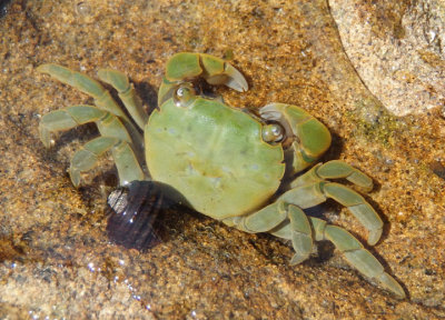 Purple Shore Crab; green variant