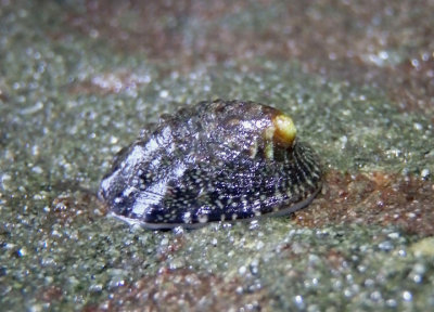 Ribbed Limpet