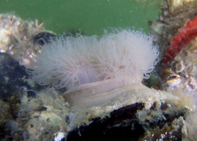 Short Plumose Anemone