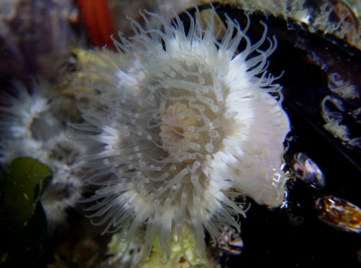 Short Plumose Anemone