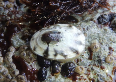 Speckled Limpet